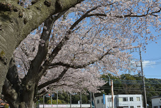 東海村阿漕ヶ浦公園の桜