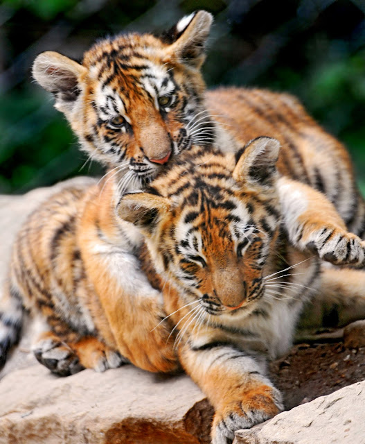 «I'm holding you tight!» by Tambako the Jaguar from flickr (CC-ND)