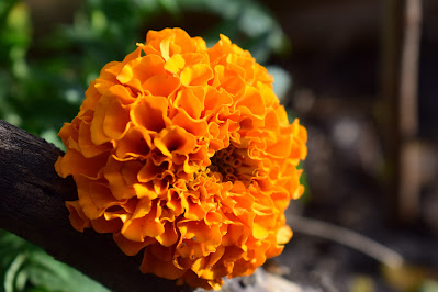 Marigold