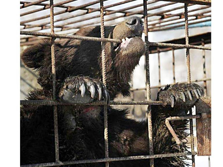 Ursa assassina defendida por ecologistas