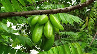 fruit around the world, strange fruit, strange fruit around the world, crazy fruit, crazy fruit around the world, BILIMBI FRUIT