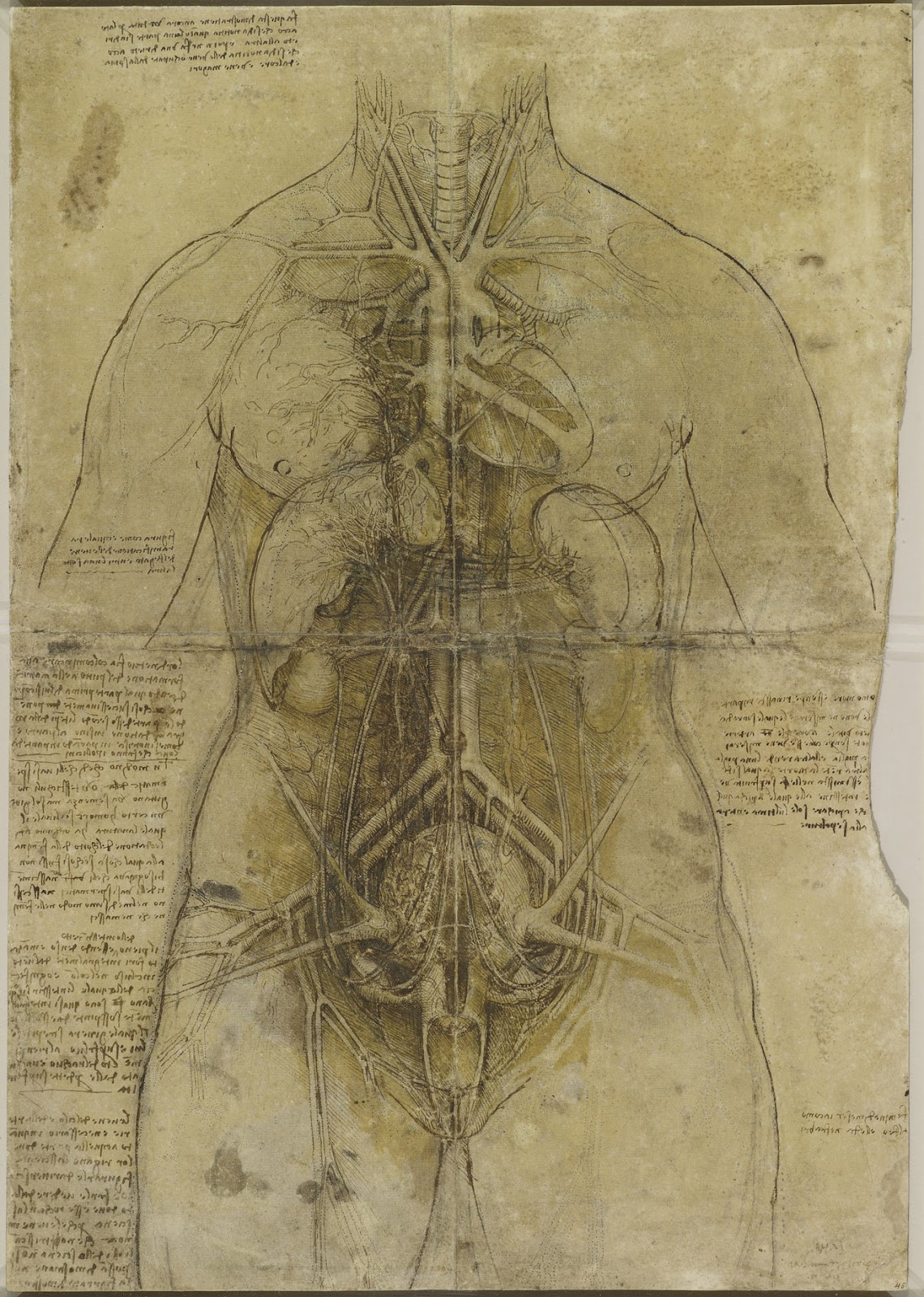 'Leonardo da Vinci: Anatomist' at the Royal Gallery; Buckingham Palace