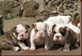 bulldogs03