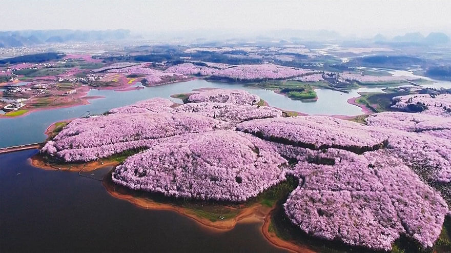 22 Magical Photos Of Cherry Blossoms That Have Just Bloomed In China