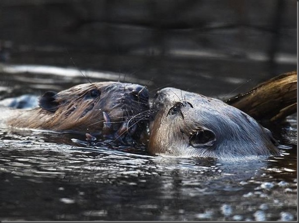 Lindas imagens de animais por Andris Eglitis (11)