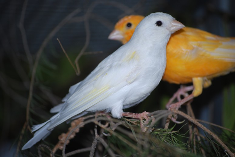 Finches In Florida. be easy one florida canary