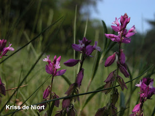 Polygala commun - Polygala vulgaris