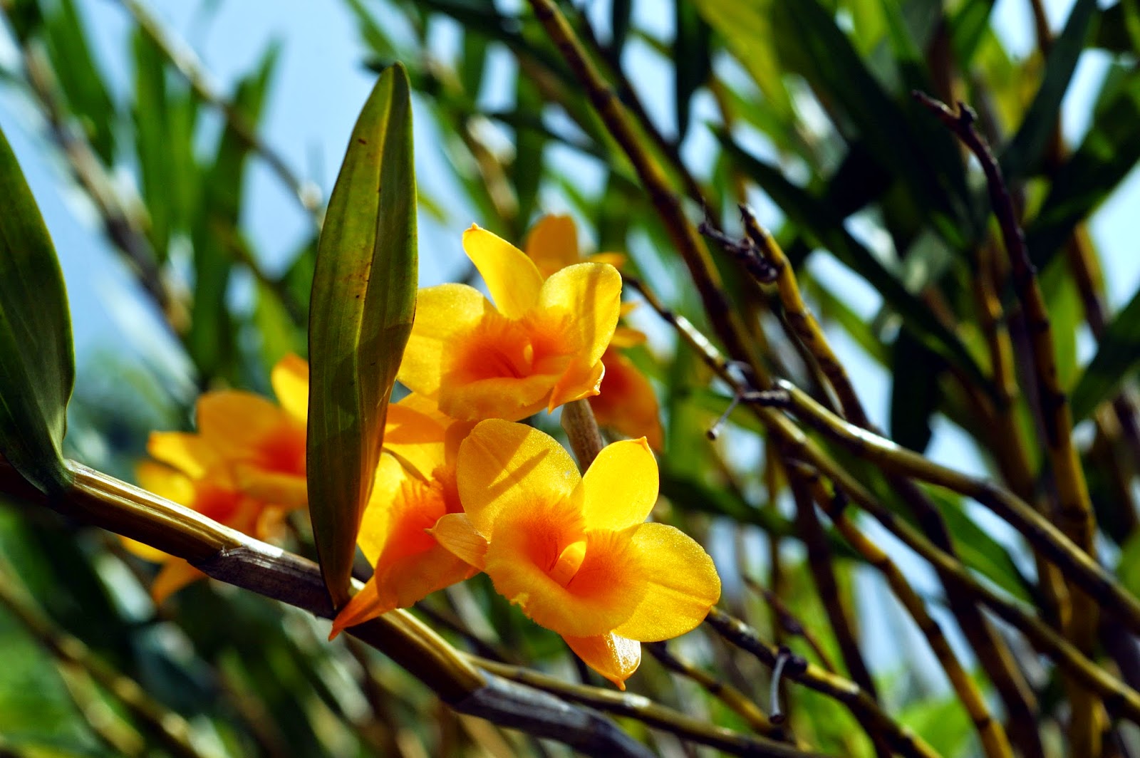 蘭花的故事 Dendrobium Chryseum 金草