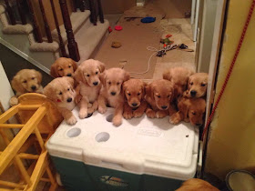adorable dog pictures, golden retriever puppies