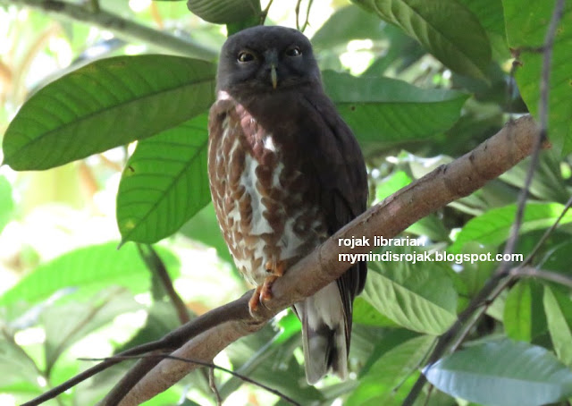 Brown Hawk Owl in Hindhede Park