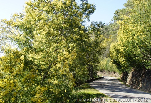 Gloria Ishizaka  Lousã - primavera 2012 - mimosa