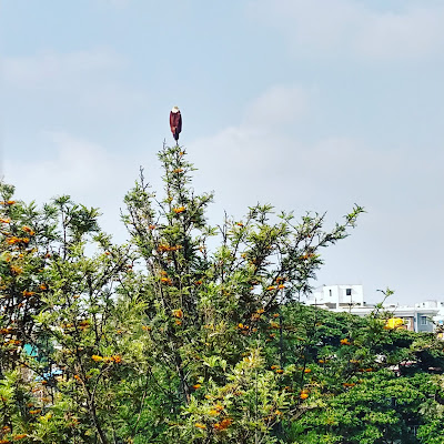 A kite perched amazingly on top of a tree branch in Bengaluru