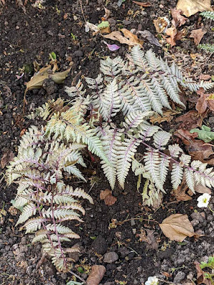 silvery fern with maroon ribs
