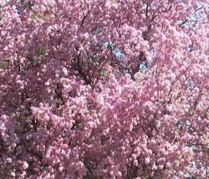 Thundercloud Plum Tree Pros and Cons, Care, Diseases, Pruning