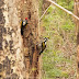 White-naped Woodpecker Male and Female