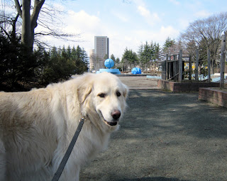 公園に着いた犬