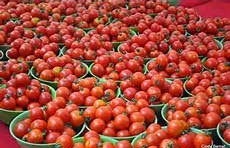 Producing Tomato