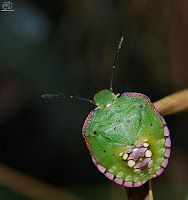 Chinche verde o hedionda (Nezara viridula)