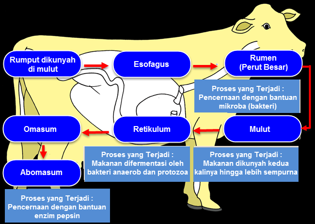 Kumpulan Mewarnai Sketsa Gambar Sapi Makan Rumput Desain 