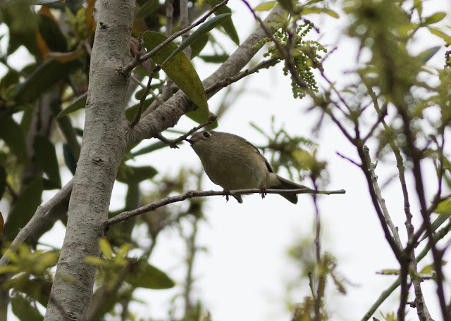 Ruby-crowned Kinglet - Orlando, Florida