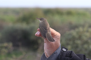 Marsh Warbler