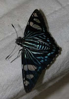 Costa Rica moth