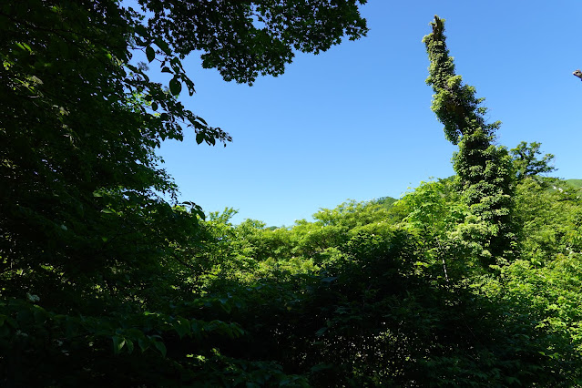 鳥取県西伯郡大山町大山　大休峠避難小屋