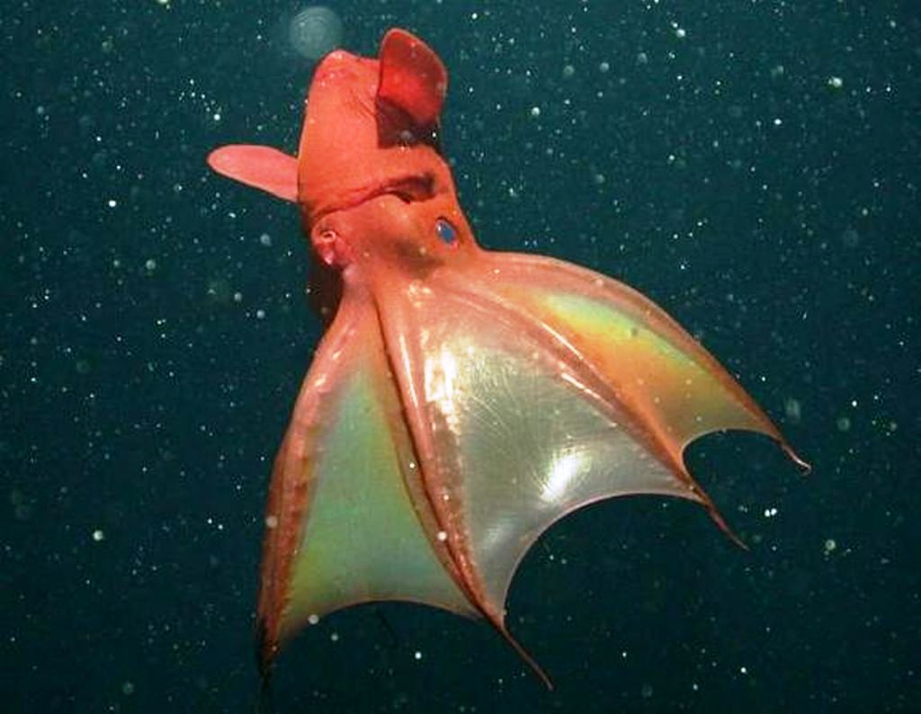 Ultra Gross Guess Where The Vampire Squid Lives