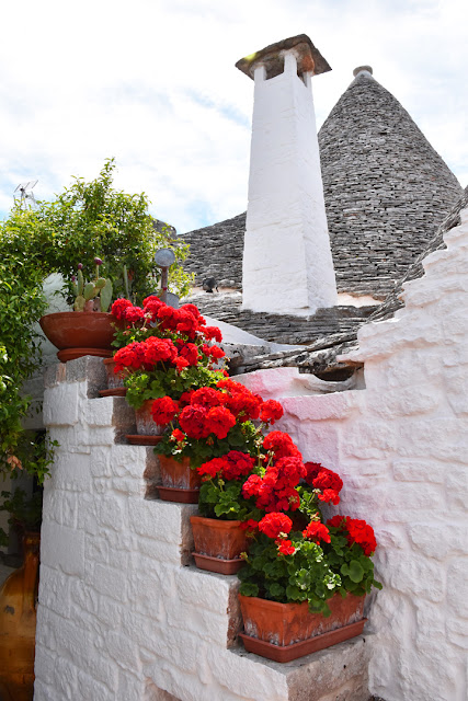 In the garden, red geraniums that decorate the white wall of the Trullo Sovrano