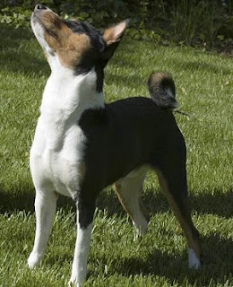 Basenji Puppies Picture