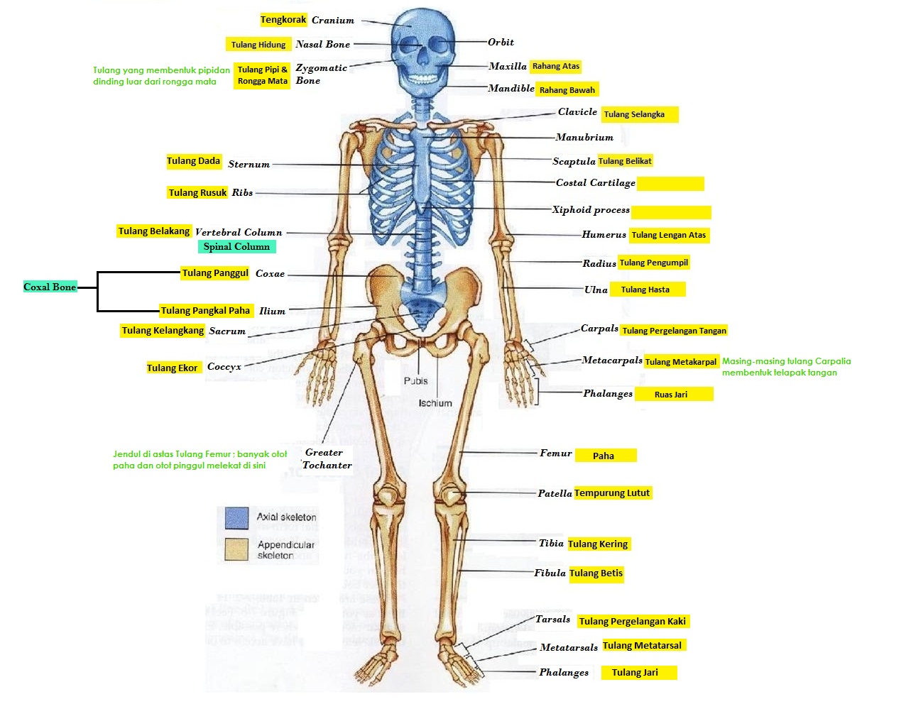 10 Fakta Tentang Tulang  Manusia BLOGCASK