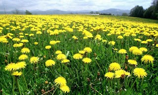 Dandelions Are An Herbal Plant And A Medicinal Plant