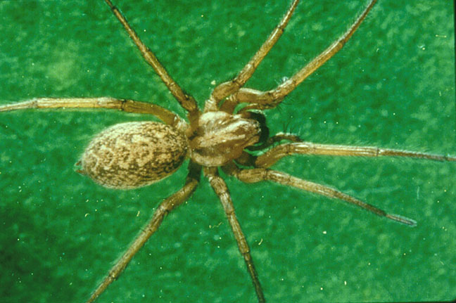 spider bite symptoms treatment. recluse spider bite symptoms.