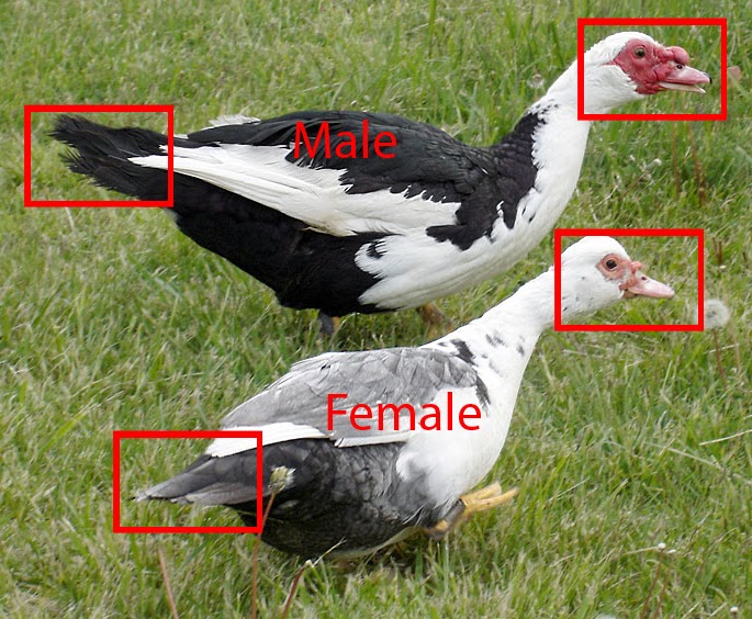 Muscovy duck male and female differences ~ Bird Information