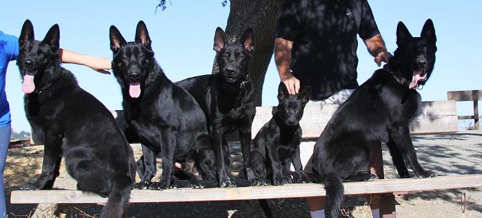SENTINELHARTS..... SPECIALIZING IN BLACK GERMAN SHEPHERDS
