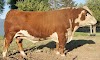Hereford Cattle Advantages and Disadvantages, Facts, Price