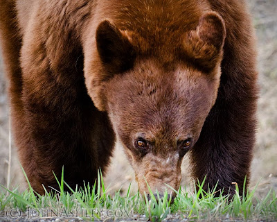 Black bear eating grass (c) John Ashley