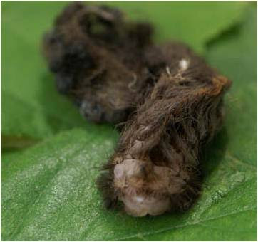 Different color variation of the puss caterpillar Photo from the University