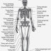 10 Sistem Tubuh Manusia (Skema)