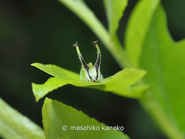 コムラサキ幼虫4齢？