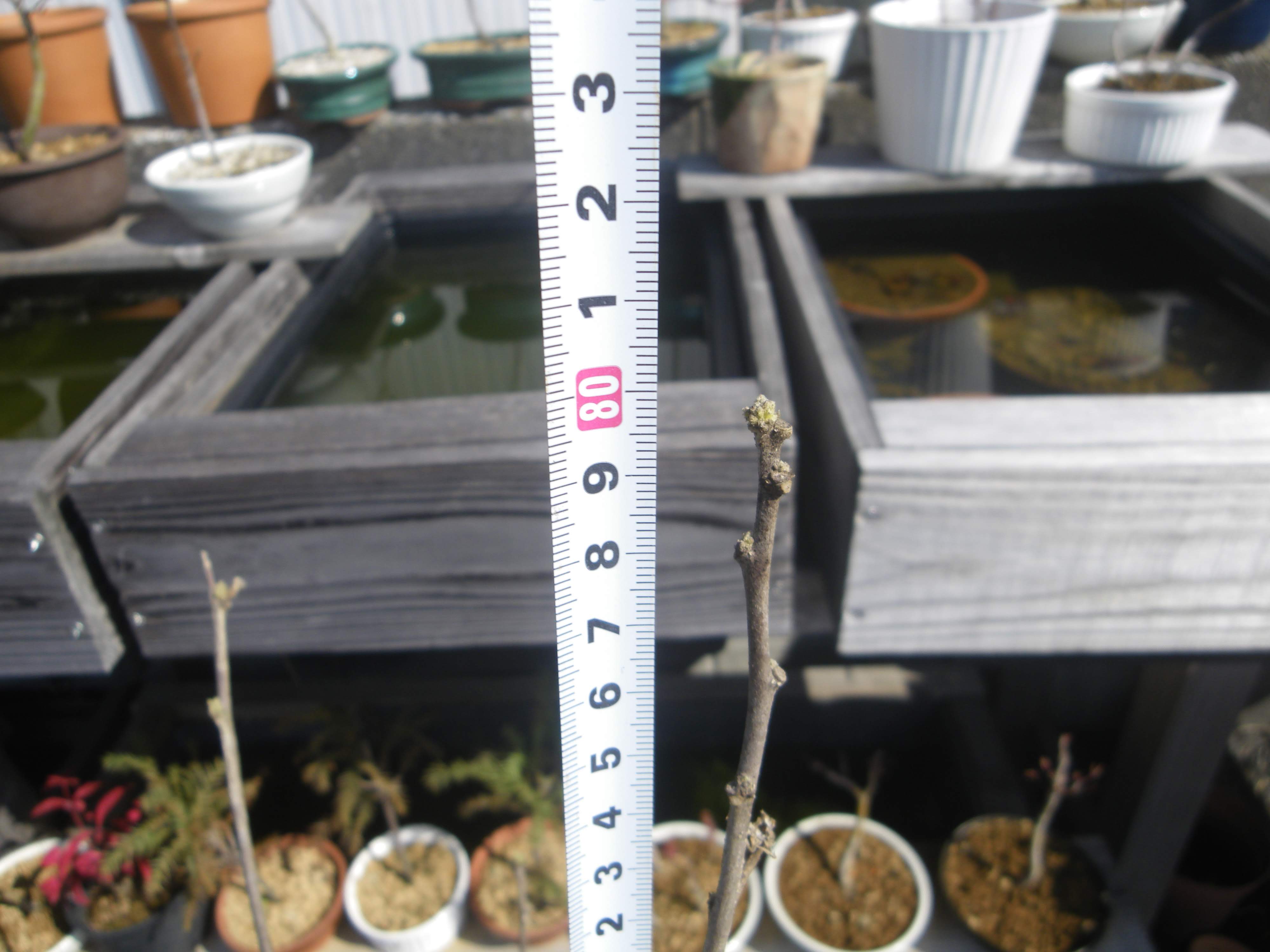ムクゲ 木槿 の育て方 小さな鉢植えで夏に大きな美しい花を楽しむ メダカの大工