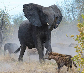Elephant Fights