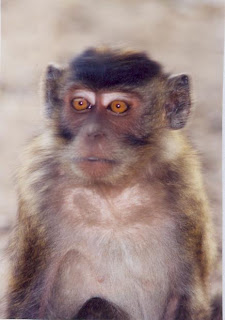 Karimunjawa Monkey (Jepara Tourism Info)