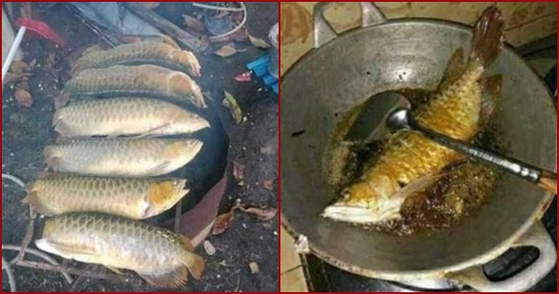 6 Momen Absurd Masak Arwana, Pencinta Ikan Hias Menangis Darah