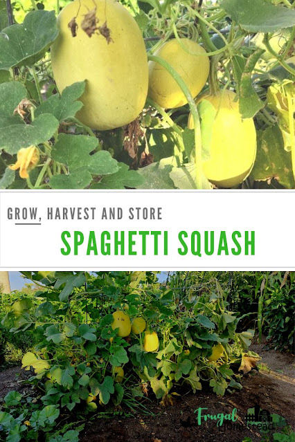 learn how to grow spaghetti squash for a fruitful harvest