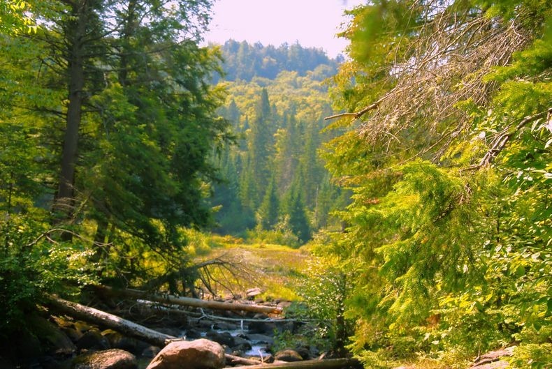 Algonquin- Park-1 Algonquin- Park-1