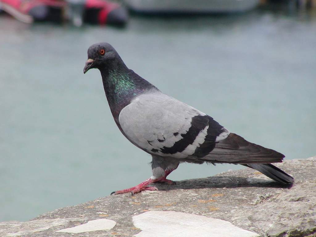  Burung  Kumpulan Gambar 