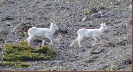 Kluane Lake YT13-25 May 2018