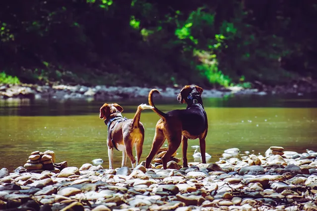 6. Dogs don’t sweat like humans