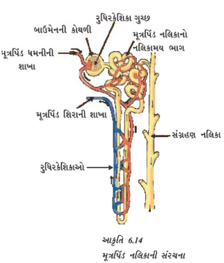 મનુષ્યમાં મૂત્ર કેવી રીતે ઉત્પન્ન થાય છે